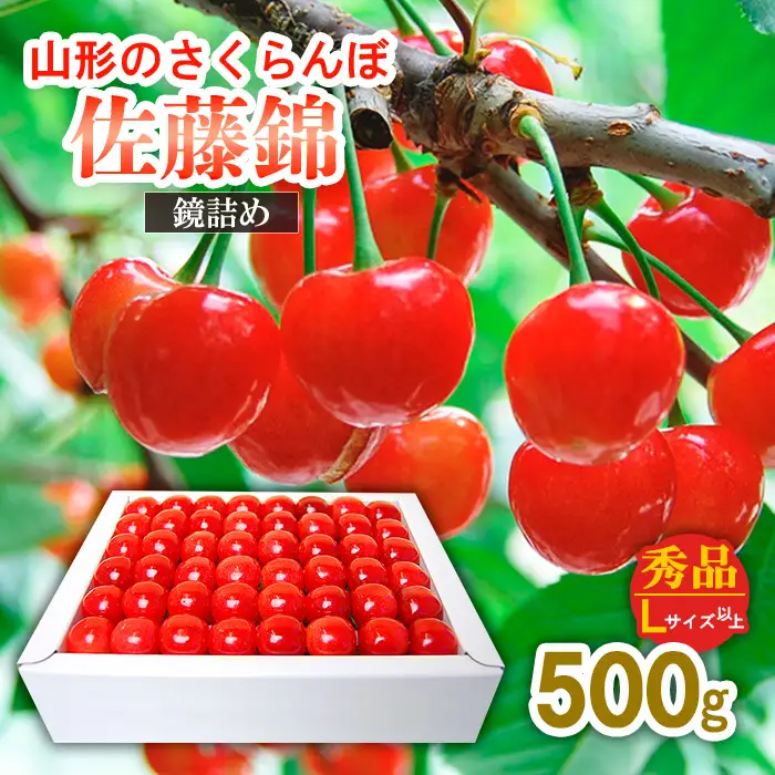 山形のさくらんぼ 佐藤錦 鏡詰め 500g Lサイズ以上 【令和9年産先行予約】FS25-512