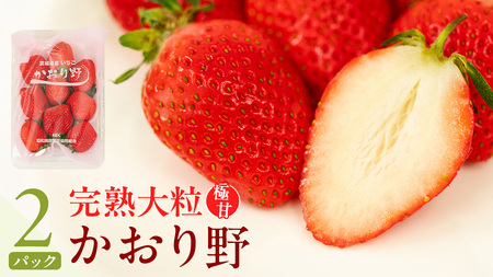 《 2027年 収穫分 》 完熟 かおり野 260g×2パック KEK 国産 いちご イチゴ 苺 くだもの 果物 フルーツ 冬 春 旬 [BC024sa]