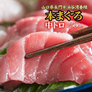 (1274)油谷産養殖本マグロ 中トロ柵 500g
