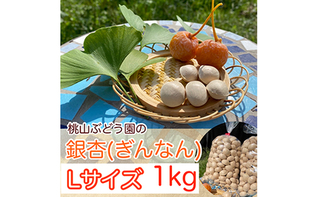 【早期予約】『ぎんなん(殻付き)』Ｌサイズ　約1kg　※北海道・沖縄・離島への配送不可 ※2026年11月～発送