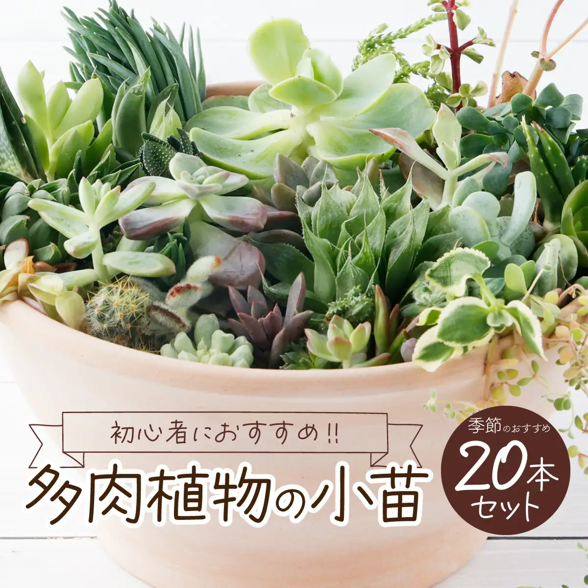 多肉植物の小苗20本（種類）セット