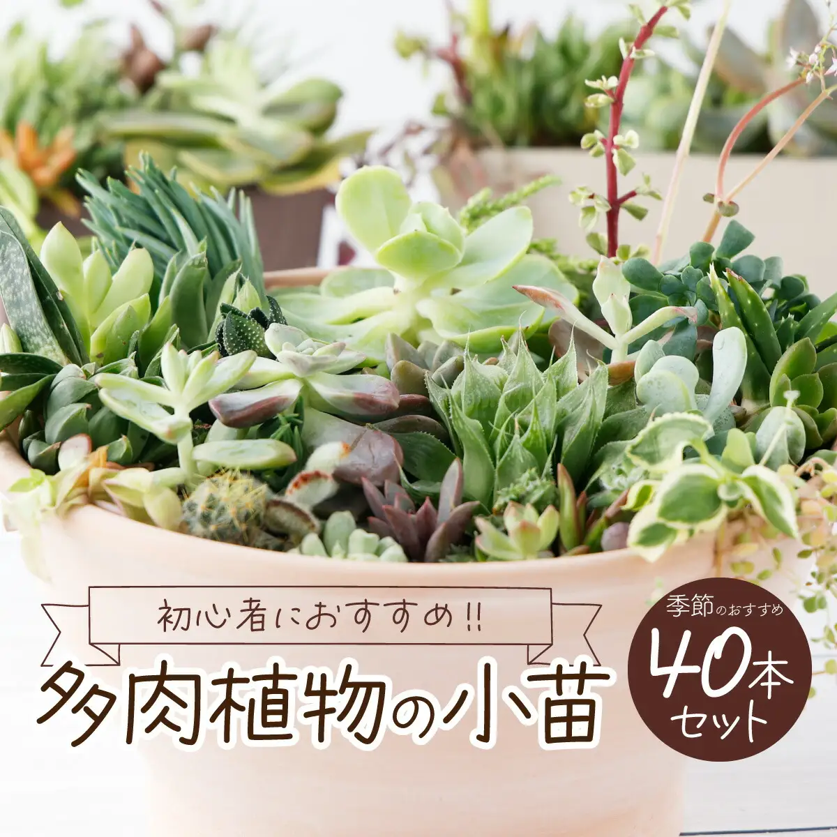 多肉植物の小苗40本（種類）セット