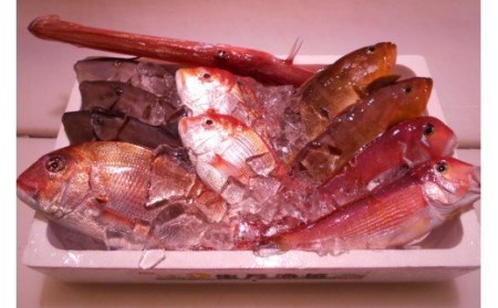 ＼朝どれ新鮮／ 鮮魚セット (大) 約4～5kg前後  目利きのプロが厳選した旬の魚をその日の内に発送！【nss405】