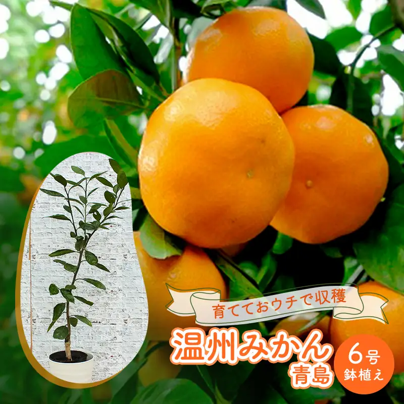 鉢植え 苗木 温州みかん 6号 青島 鉢植え 大玉で甘～い