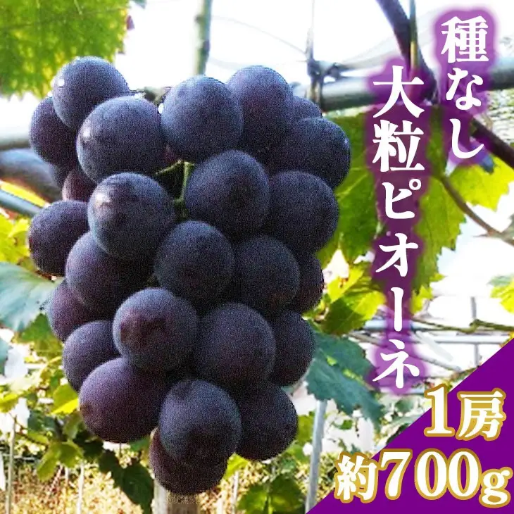 【先行予約】ぶどう ピオーネ 1房 約700g ぶどう