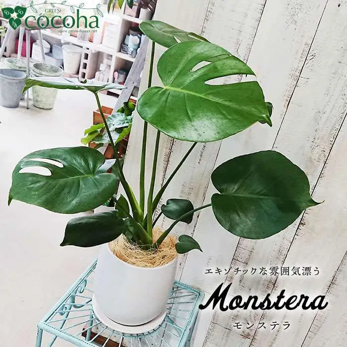 【お中元対象】モンステラ  糸島市 / cocoha [AWB018] 観葉植物 グリーン インテリア 室内