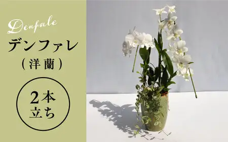 【お中元対象】【30セット 限定 】 デンファレ （ 洋蘭 ） 2本 立ち 《糸島》【和饗エコファーム株式会社】蘭 洋蘭 デンファレ 花 インテリア お祝い 贈り物 [AVI005]