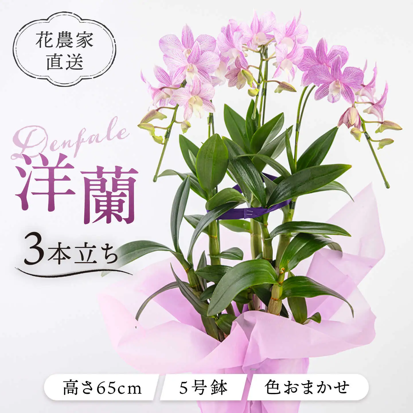 【お中元対象】【30セット 限定 】 デンファレ （ 洋蘭 ） 3本 立ち  《糸島》【和饗エコファーム株式会社】蘭 洋蘭 デンファレ 花 インテリア お祝い 贈り物 [AVI004]