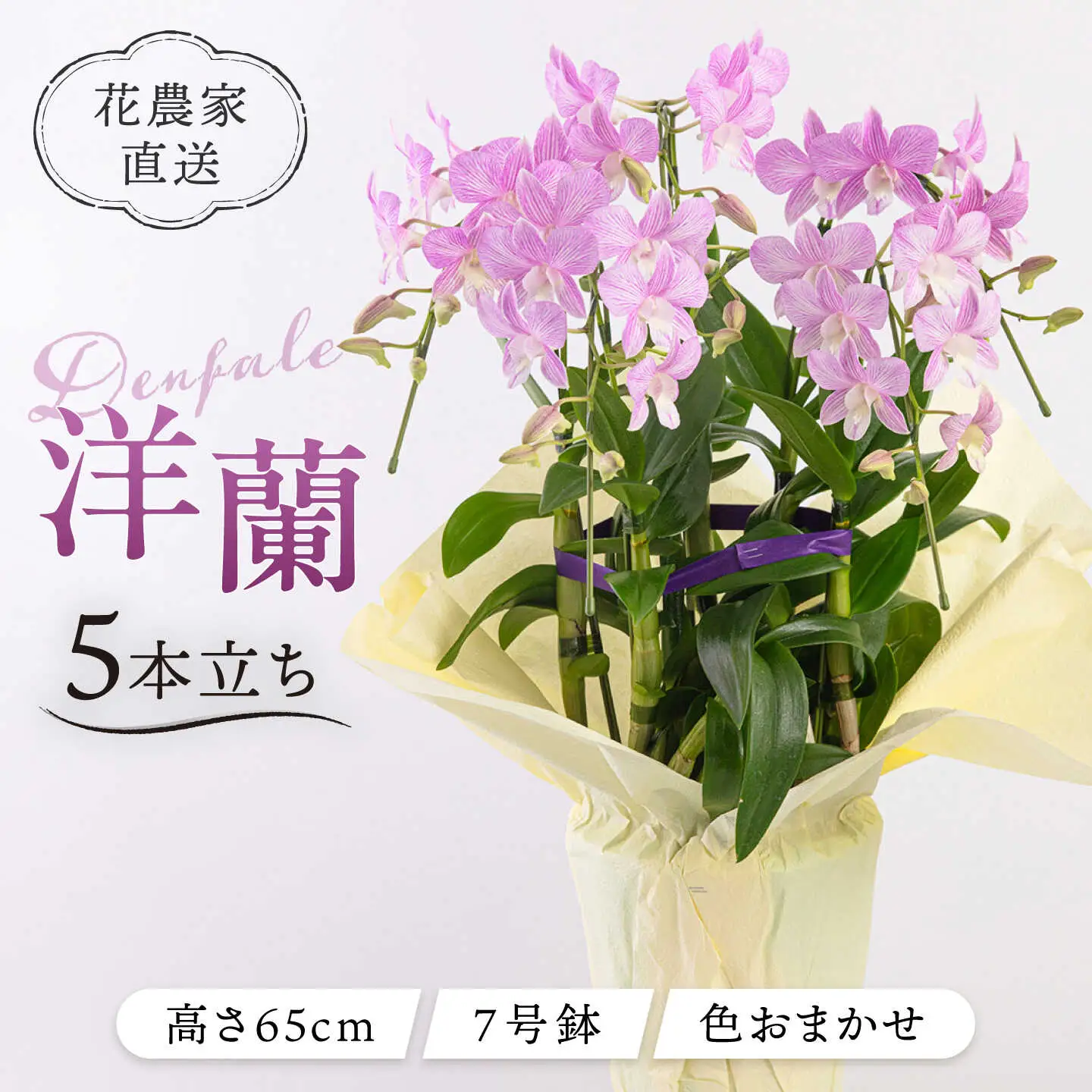 【お中元対象】【30セット 限定 】 デンファレ （ 洋蘭 ） 5本 立ち 《糸島》【和饗エコファーム株式会社】 蘭 洋蘭 デンファレ 花 インテリア お祝い 贈り物 [AVI003]