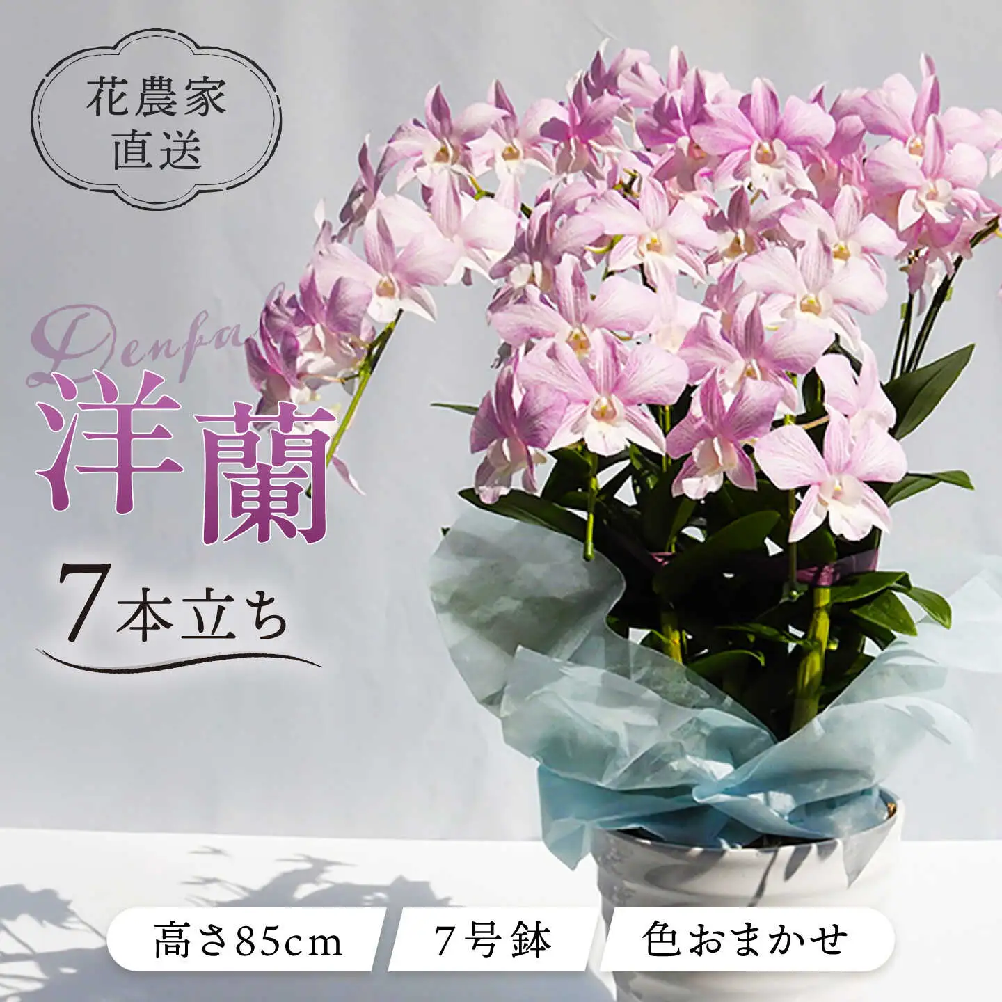 【お中元対象】【10セット 限定 】 デンファレ （ 洋蘭 ） 7本 立ち 《糸島》【和饗エコファーム株式会社】 蘭 洋蘭 デンファレ 花 インテリア お祝い 贈り物 [AVI002]