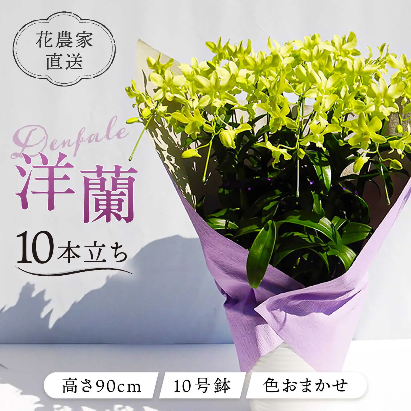 【10セット 限定 】 デンファレ （ 洋蘭 ） 10本 立ち 《糸島》【和饗エコファーム株式会社】 蘭 洋蘭 デンファレ 花 インテリア お祝い 贈り物 [AVI001]
