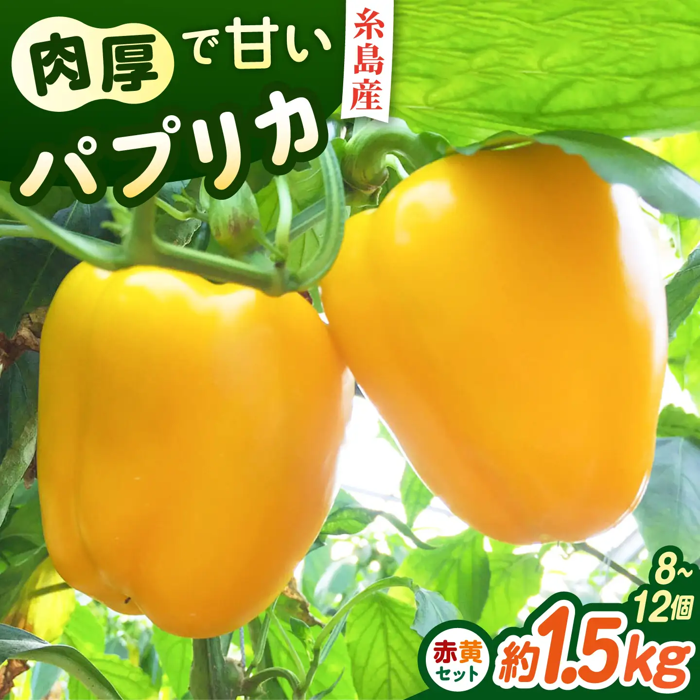 【先行受付】糸島産 肉厚 パプリカ 約1.5kg(8-12個) 【2026年11月以降順次発送】福岡県  糸島市 / シーブ [AHC031] 野菜 ピーマン