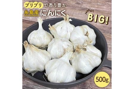 にんにく 500g 数量限定《糸島》【爽風農園】【いとしまごころ】[AHZ001]