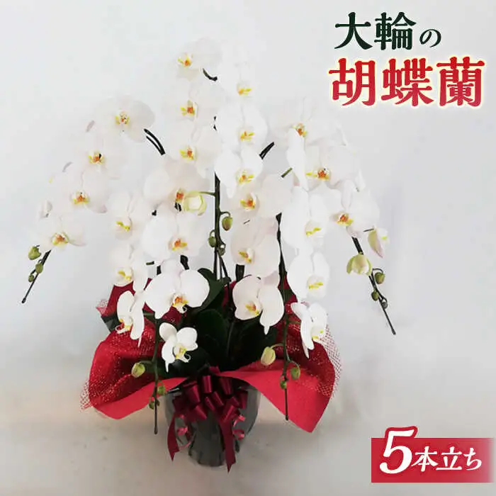 胡蝶蘭 大輪 白 ( 5本立 ) ( お祝い / 開店祝い / 就任祝い )《糸島》【はざま園芸】[AND002]