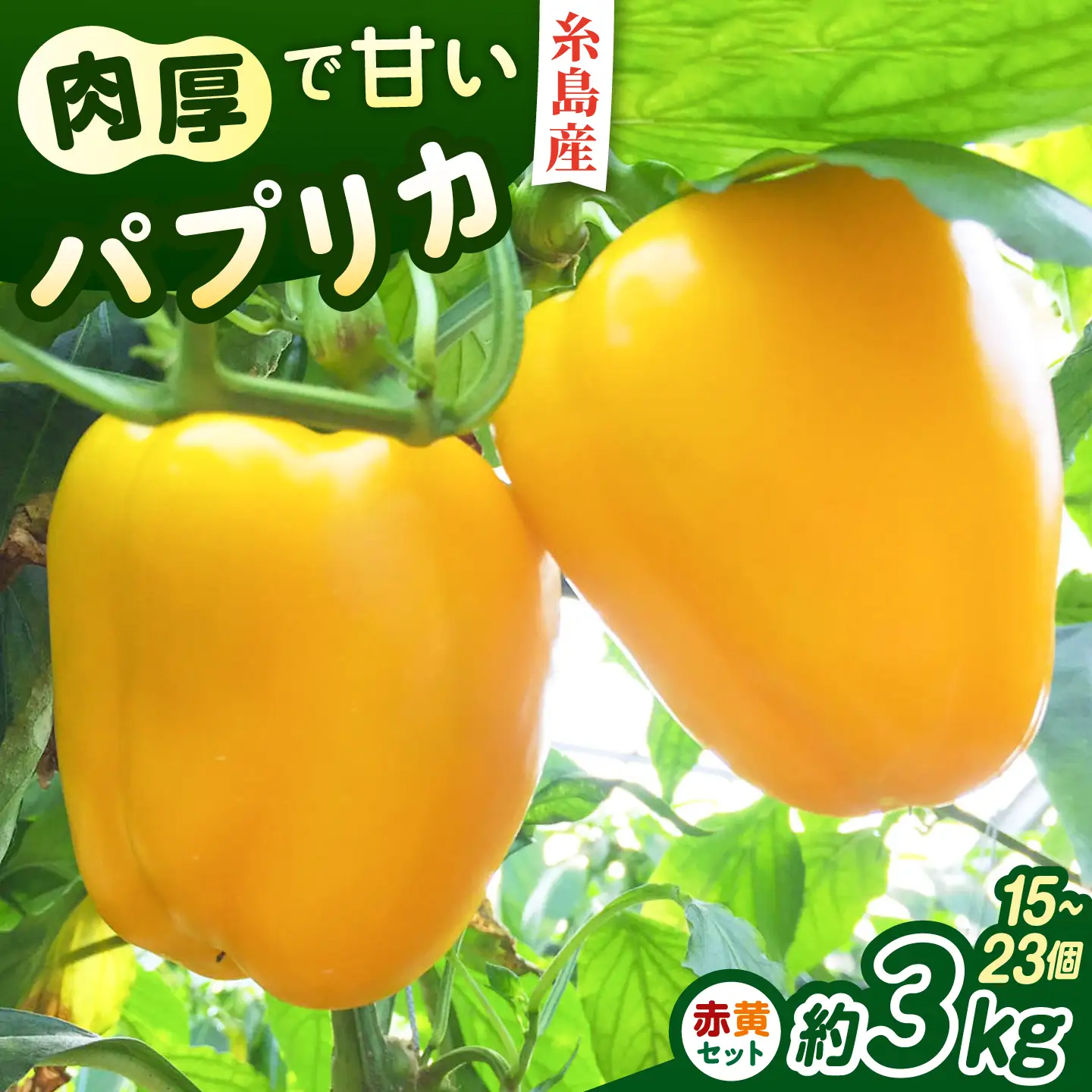 【先行受付】糸島産 肉厚 パプリカ 約3kg(15-23個) 【2026年11月以降順次発送】福岡県  糸島市 / シーブ [AHC032] 野菜 ピーマン