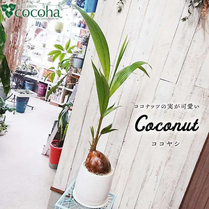 【お中元対象】ココヤシ 糸島市 / cocoha [AWB012] 観葉植物 グリーン インテリア