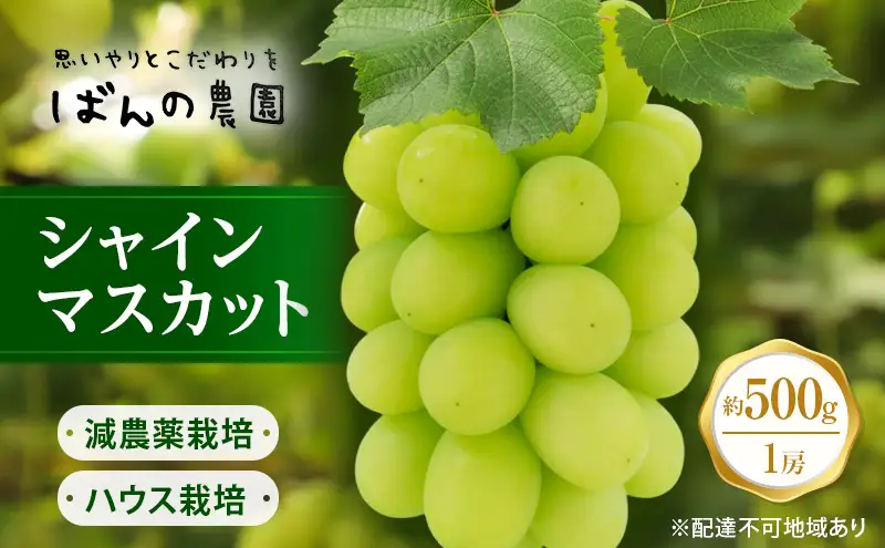 ぶどう 2026年 先行予約 シャインマスカット 1房 約500g  減農薬／ハウス栽培 ブドウ 葡萄  岡山県産 国産 フルーツ 果物 ギフト ばんの農園 果物類 