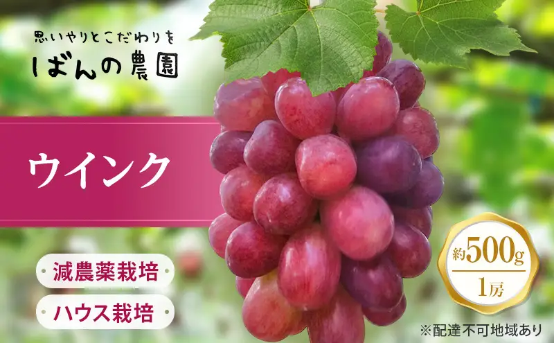 ぶどう 2026年 先行予約 ぶどう ウインク 1房 約500g  減農薬／ハウス栽培 ブドウ 葡萄  岡山県産 国産 フルーツ 果物 ギフト ばんの農園 種なし 