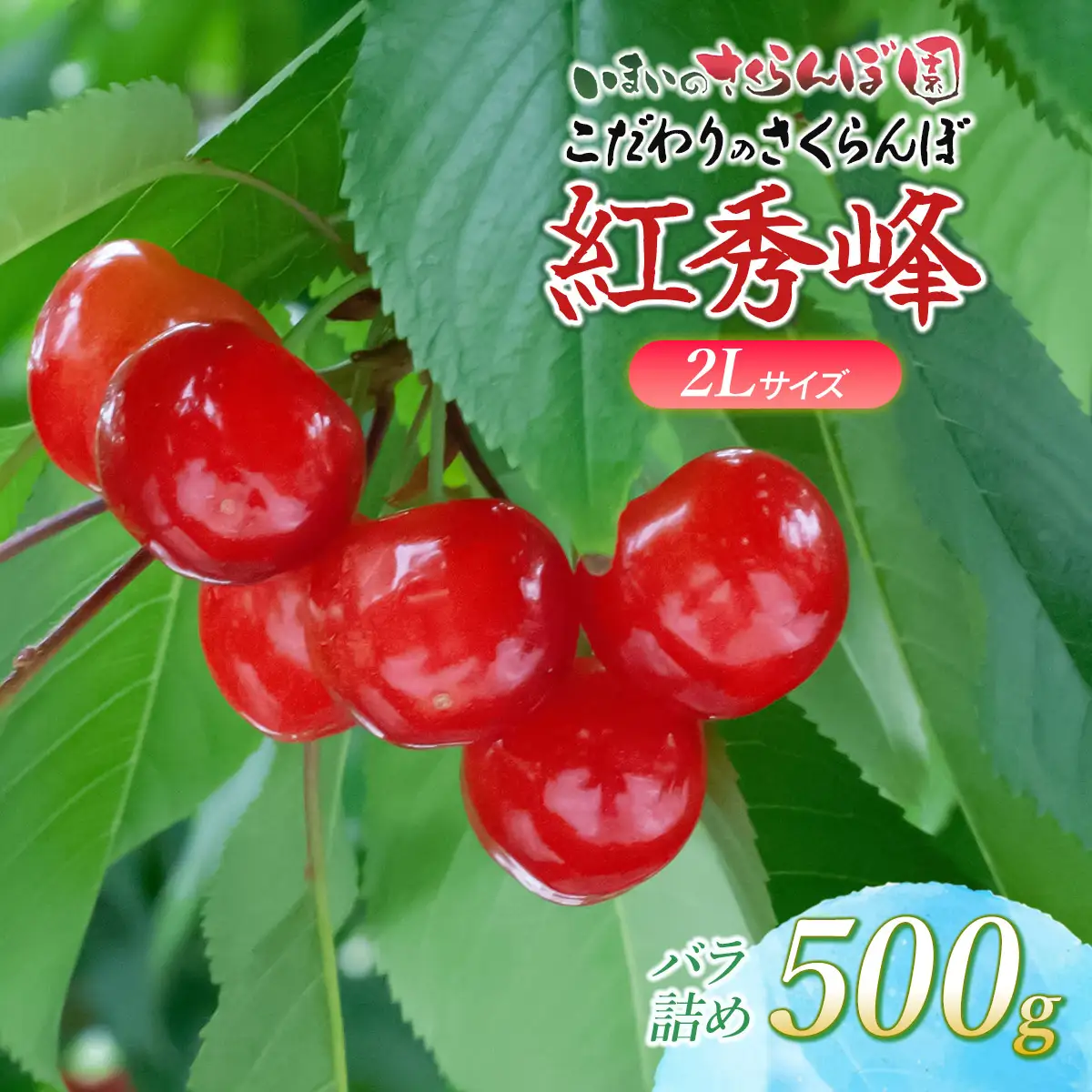 【令和9年産先行予約】こだわりのさくらんぼ　「紅秀峰」（2Lサイズ以上）バラ詰め 500g いまいのさくらんぼ園 K-939