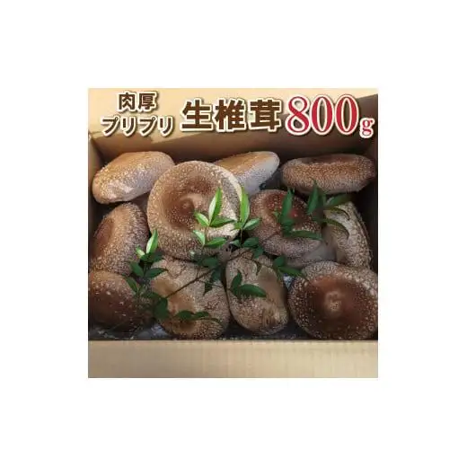 大きな椎茸 肉厚プリプリ生椎茸 800g！[672] しいたけ シイタケ