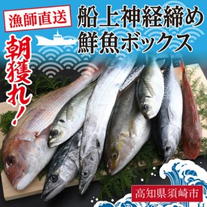 【 船上 神経締め 鮮魚 ボックス 】朝獲れ 直送 大漁コース!! 冷蔵 魚種お任せ 水揚げ 鮮魚 海鮮 魚介 産地直送 新鮮 天然 魚 詰め合わせ