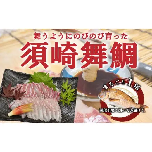 【 鯛 】 真鯛 まるごと 1尾 400 ～ 500g