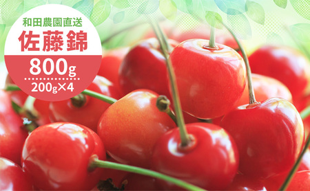 さくらんぼ 800g 佐藤錦 サクランボ