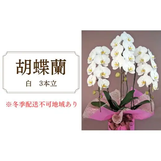 胡蝶蘭　白　3本立 2025/9/19～