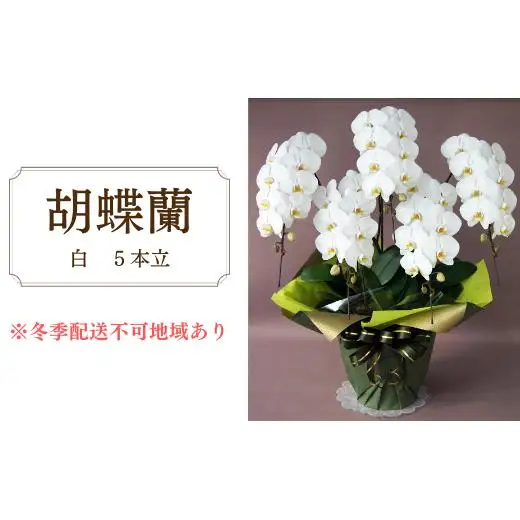 胡蝶蘭　白　5本立