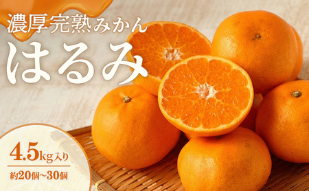 みかん はるみ A品 ちょいきず フルーツ 柑橘 みかん