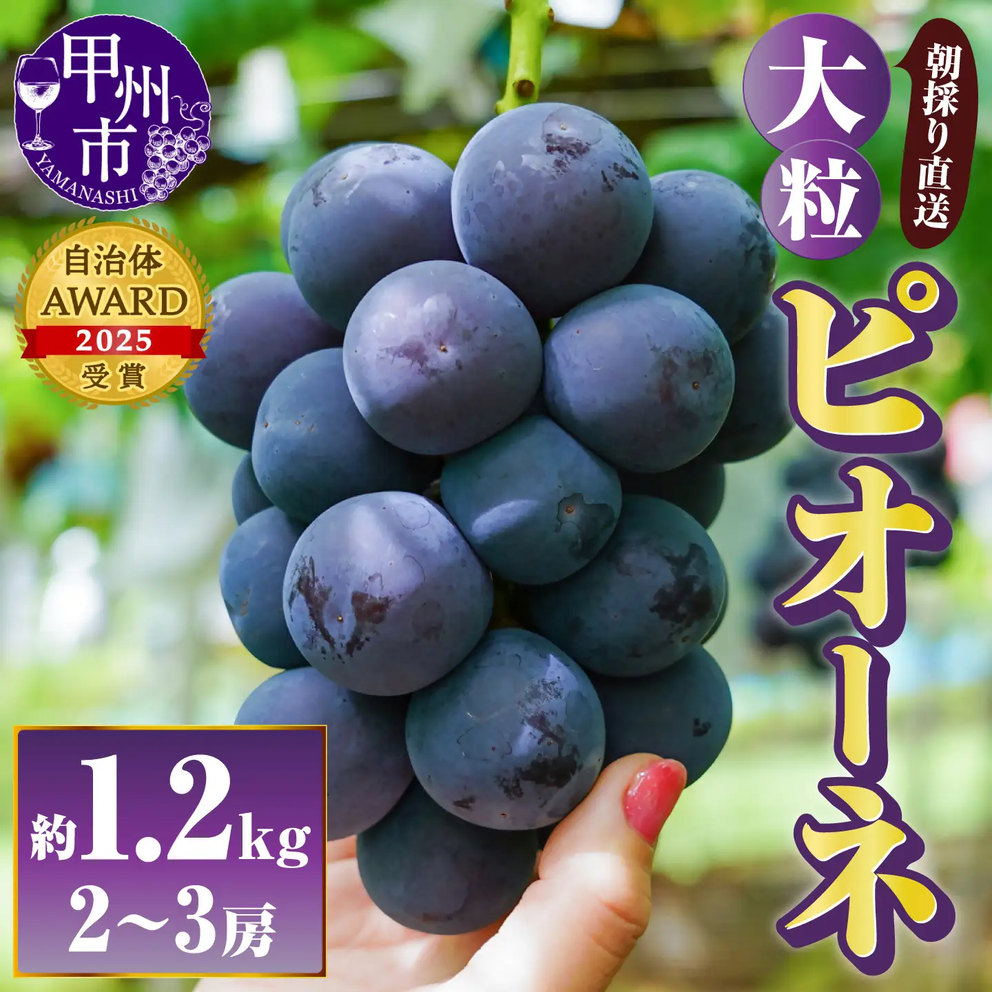【朝採り直送】大粒ピオーネ（種無し）約1.2kg（2～3房）【2026年発送】（AF）B-451 ピオーネ フルーツ