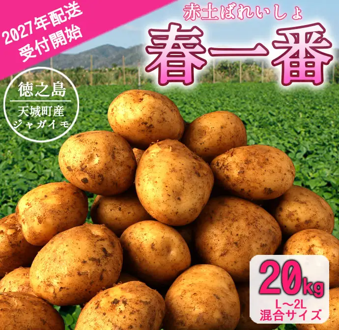 【先行受付】徳之島 天城町産 赤土ばれいしょ 新じゃが 春一番 20kg L～2L 混合サイズ ジャガイモ じゃがいも バレイショ
