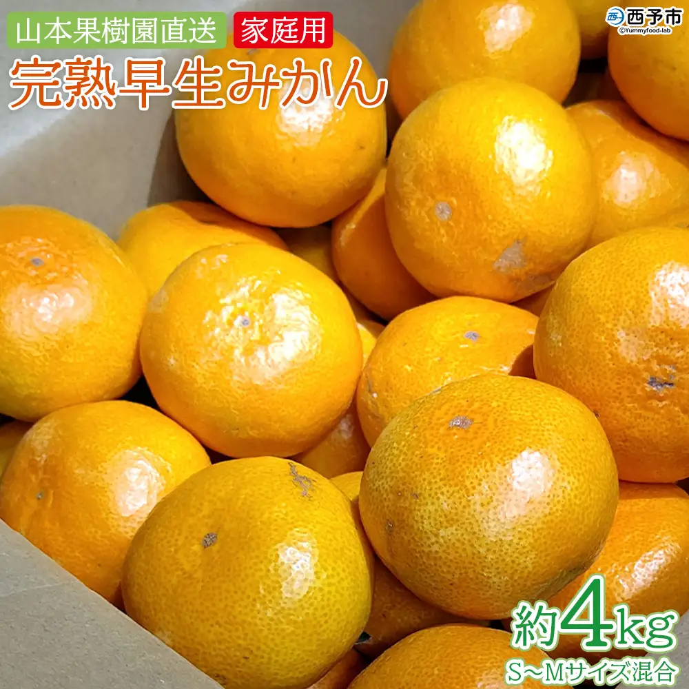 ＜完熟早生みかん 約4kg（家庭用・S～Mサイズ混合）直送＞ 果物 オレンジ 柑橘 特産品 山本果樹園 西宇和 愛媛県 西予市 【常温】『2026年11月中旬～12月中旬までに順次出荷予定』MYK0002