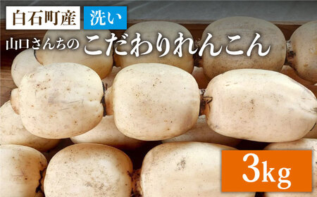 【2026年9月～発送】洗いれんこん 約3kg / れんこん [IAS004]