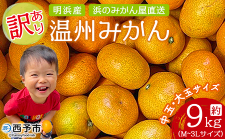 ＜訳あり 温州みかん 約9kg＞ 中玉 大玉 明浜産 果物 フルーツ 蜜柑 うんしゅうみかん ウンシュウミカン 柑橘 家庭用 浜のみかん屋 直送 愛媛県 西予市【常温】『2025年11月上旬～2026年2月上旬迄に順次出荷』AHM0005
