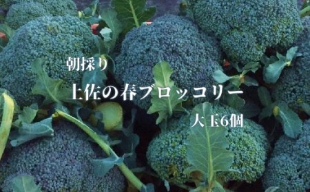 朝採り！土佐の春ブロッコリー（大玉6個）春野菜 ブロッコリー やさい 栄養 健康 ビタミンC おいしい 美味しい レシピ付き おかず お弁当 サラダ 料理 ギフト 贈答 国産【R00133】