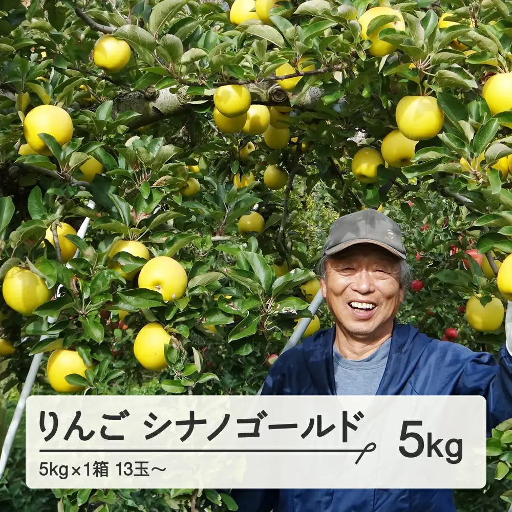 《先行予約》令和8年産 2026年 山形県産 りんご シナノゴールド 約5kg (13~23玉)  果物 ※沖縄・離島への配送不可 F20A-727