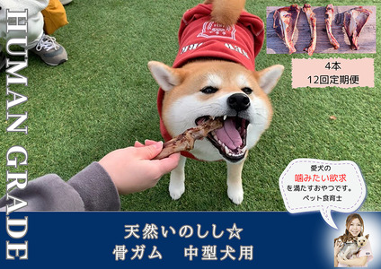FB177_中型犬向け☆天然いのししの骨ガム4本（300～400g）【定期便】全12回