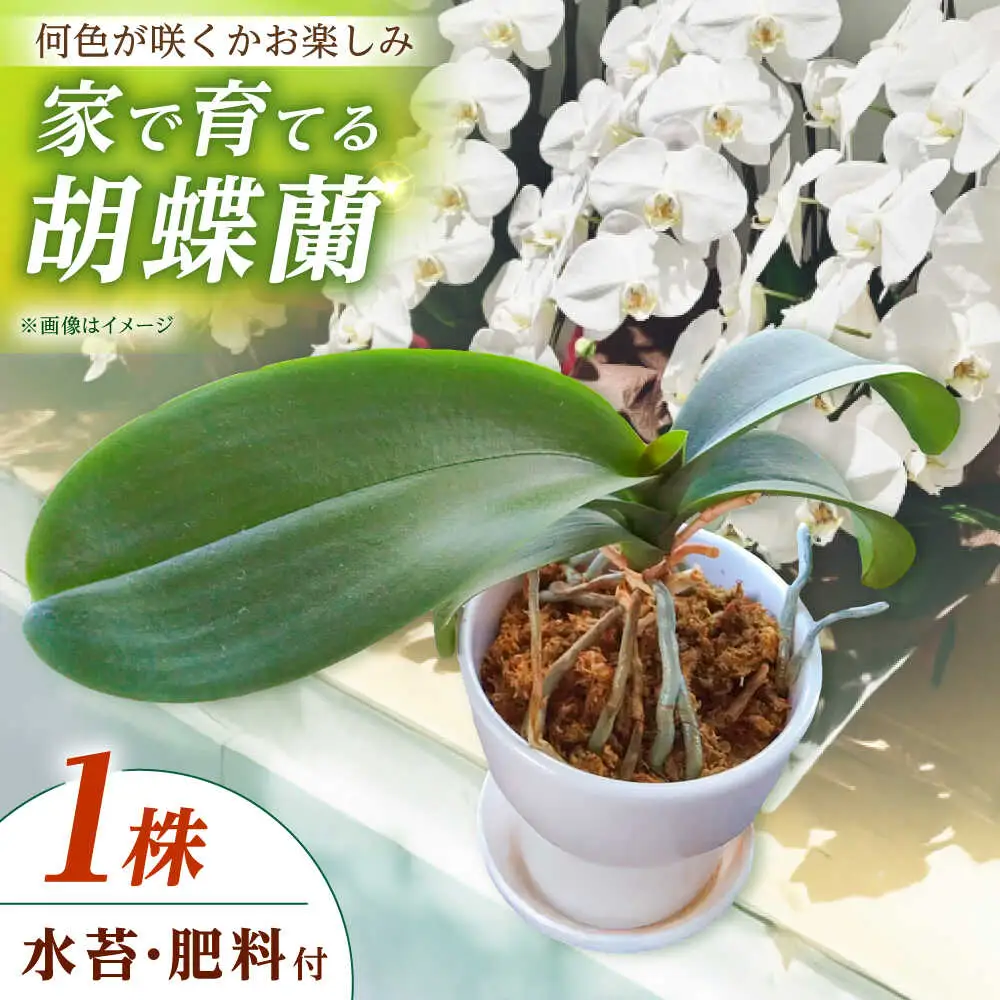 【家で育てる！】胡蝶蘭を育てようセット (苗、水コケ、肥料)  胡蝶蘭 洋蘭 苗 [BDAB003]