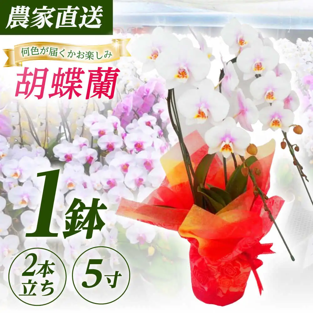 胡蝶蘭 1鉢【2本立ち5寸胡蝶蘭】  [BDAB005]