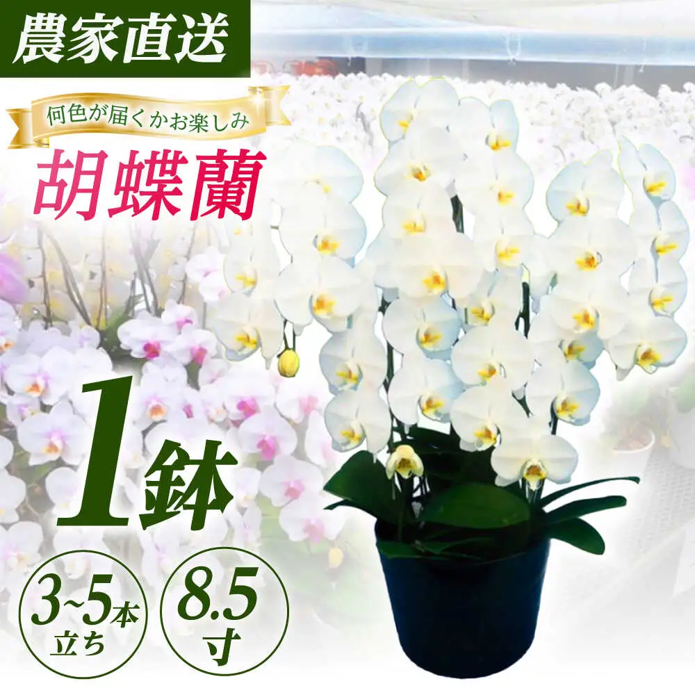 胡蝶蘭 1鉢【3~5本立ち8.5寸胡蝶蘭】 [BDAB012]