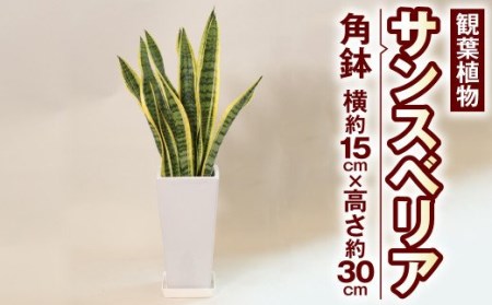 サンスべリア 観葉植物 角鉢 横約15cm×高さ約30cm 6寸 植物 インテリア ガーデン