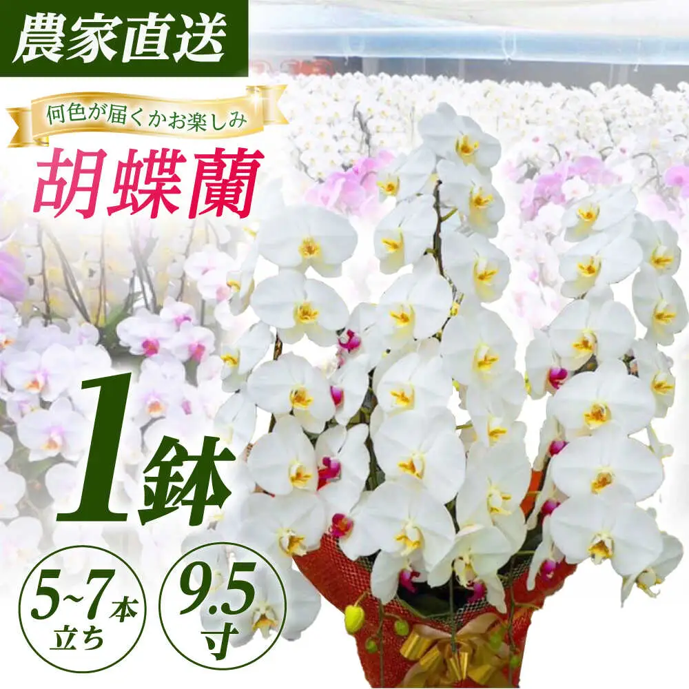 胡蝶蘭 1鉢【5~7本立ち9.5寸胡蝶蘭】 [BDAB014]