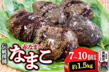 【期間限定】赤ナマコ 約1.5kg （7～10個前後） なまこ 海風丸 秋田県 男鹿市