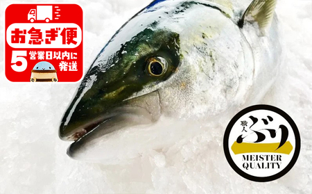 AQ-4713-202605／【鹿児島産ぶり】冷蔵・ぶり丸ごと1尾（内臓処理なし）