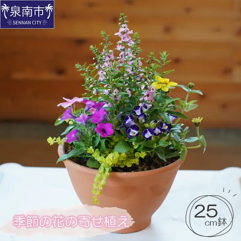 季節の花の寄せ植え 25cm鉢【005D-005】 | 大阪府泉南市 | ふるさと