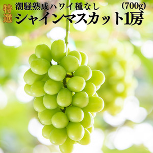 【期間限定】シャインマスカット 選べる 内容量 700g 1房 潮騒熟成 9月上旬～10月上旬頃順次発送 ぶどう 鳥取県 湯梨浜町 果物 フルーツ 送料無料 先行予約 葡萄 ブドウ くだもの 甘い 種なし 特産品 JA 新鮮 進物 贈答 贈り物 プレゼント | 31M
