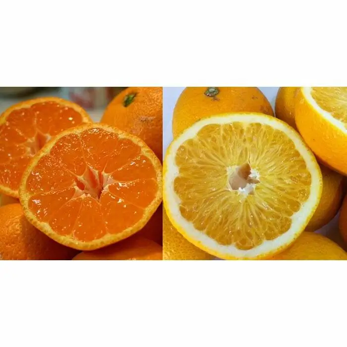 和歌山産 みかんと八朔セット 10kg(各5kg×2)【ヤマタ大谷商店】