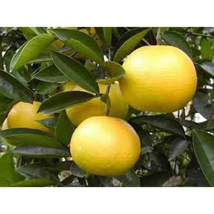 和歌山産 八朔 秀品 10kg【ヤマタ大谷商店】