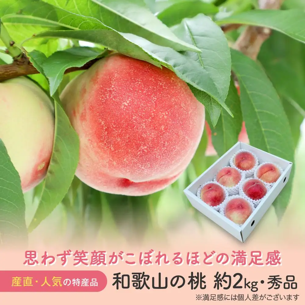 ［農園直送］朝採れ和歌山の桃　約2kg・秀品★2027年6月下旬頃～8月上旬頃順次発送★［TM167］